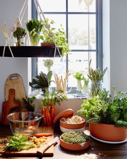 Lots of vegetables and herbs sit upright in glass vases and jars in a window, with carrots on a chopping board in front.