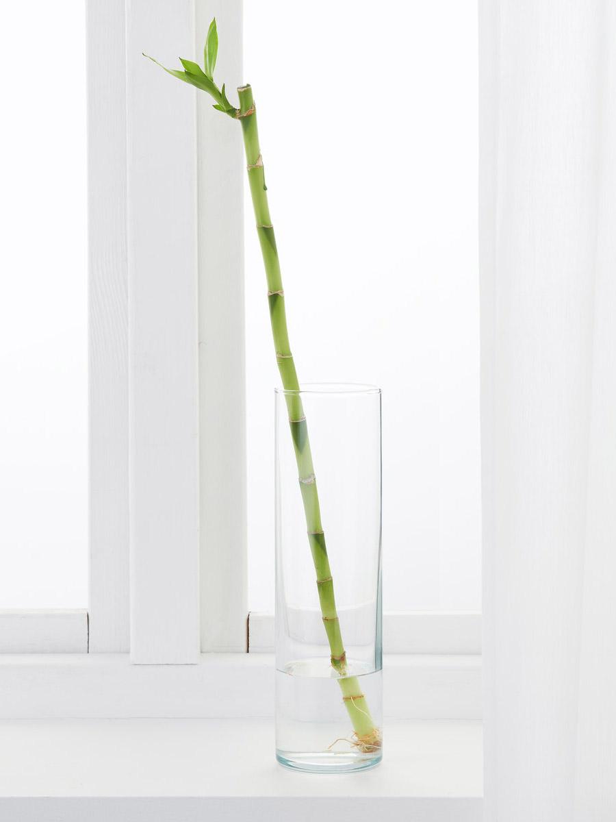 Lucky bamboo