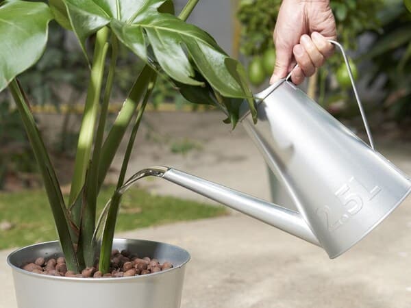 Main arrosant à l'aide d'un arrosoir métallique une plante verte