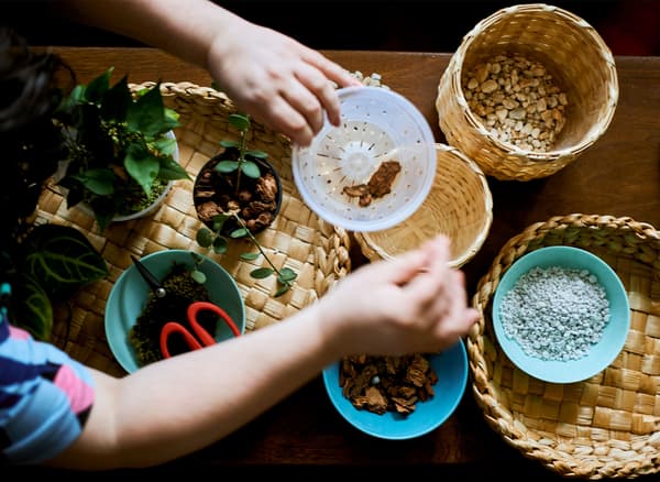 Mains de femme plaçant de l'écorce dans un pot, sur une table couverte de matériaux de jardinage.