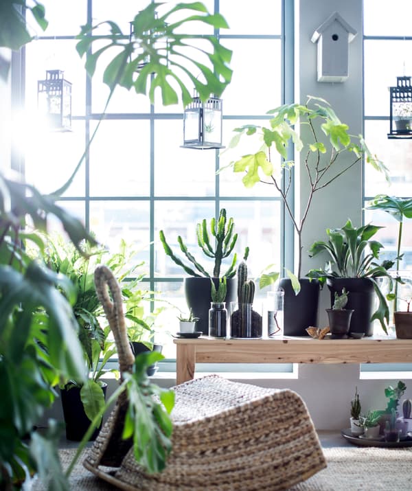 Many plants are placed in front of a large window to create a relaxing space with a bench and an IKEA PS GULLHOLMEN rocking chair.