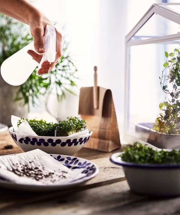 Masă aspră de lemn cu farfurie din ceramică și boluri cu semințe și creson cultivat în casă pe hârtie, pulverizat cu apă. 