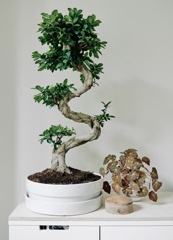Melia has indoor plants in every room