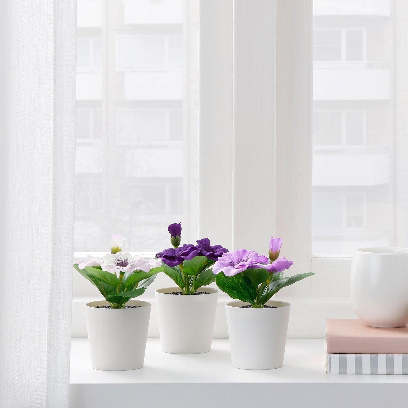 Miniature plants & succulents