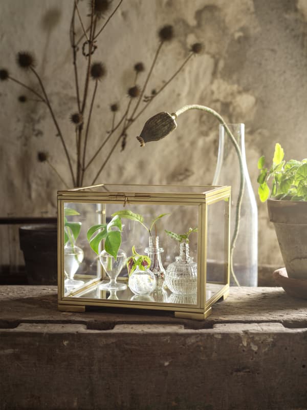 Minivitrina BOMARKEN, hecha de vidrio y acero dorado, colocada sobre una mesa de madera y con brotes en su interior.