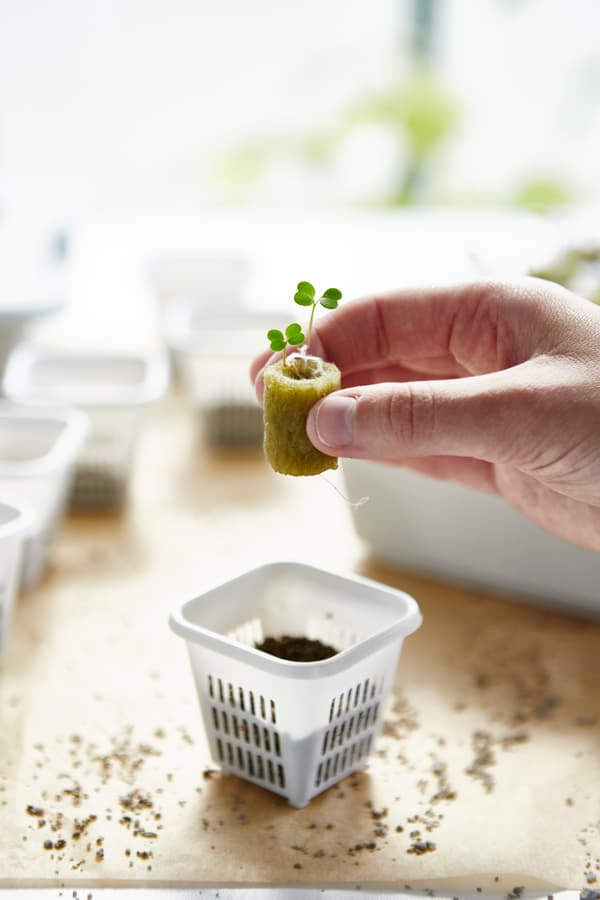 módulo de cultivo