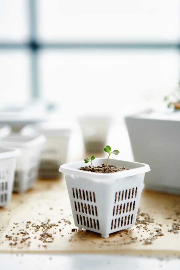 módulo de cultivo