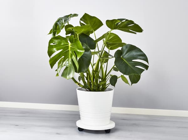 MONSTERA