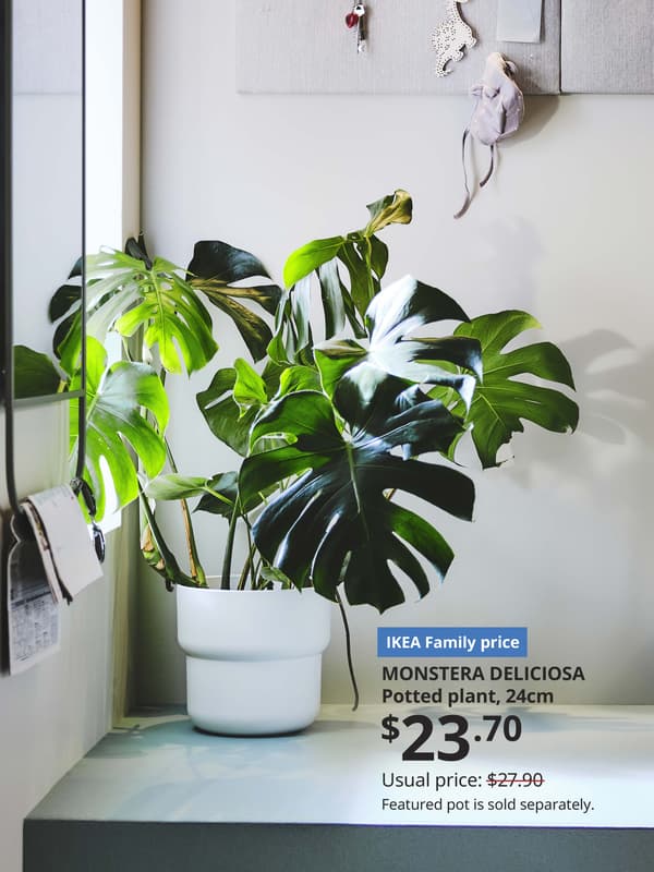 MONSTERA DELICIOSA potted plant on floor next to window sill, with a white plant pot. The text on the image reads "IKEA Family offer, MONSTERA DELICIOSA, Potted plant, 24cm, $23.70 Usual price slash wording $27.90. Featured pot is sold separately"