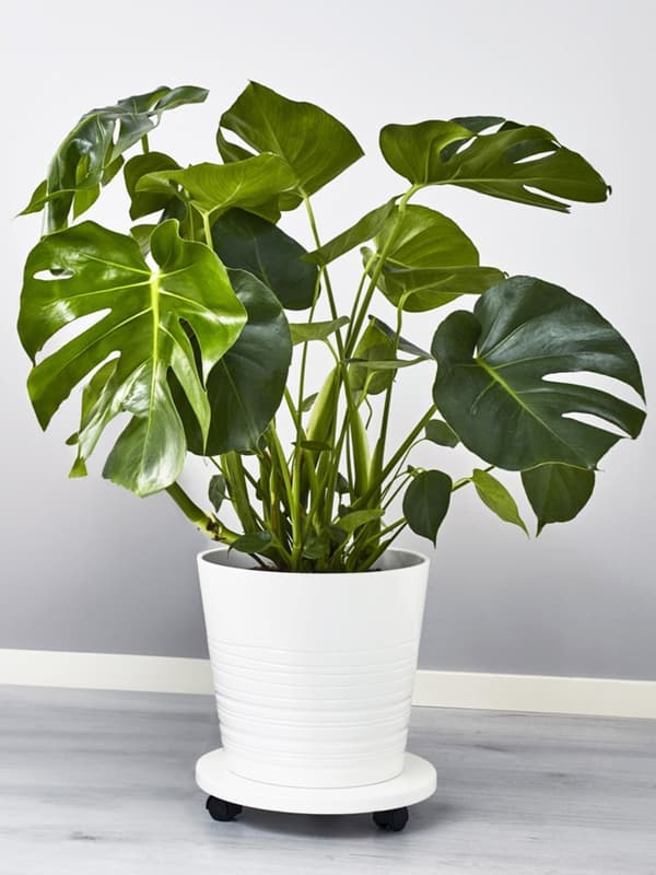 MONSTERA