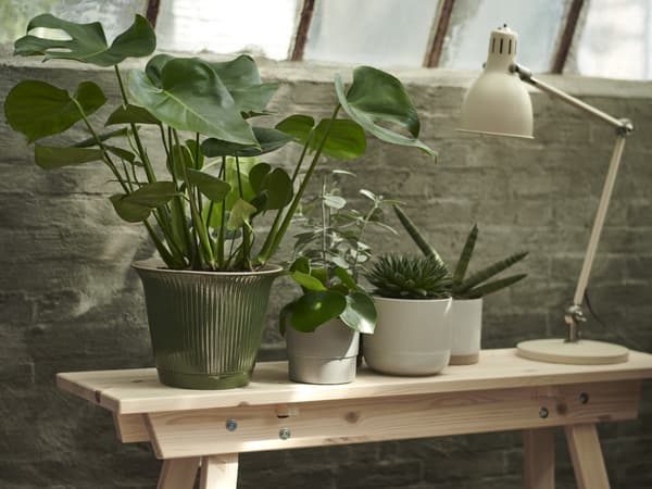 MONSTERA plant 