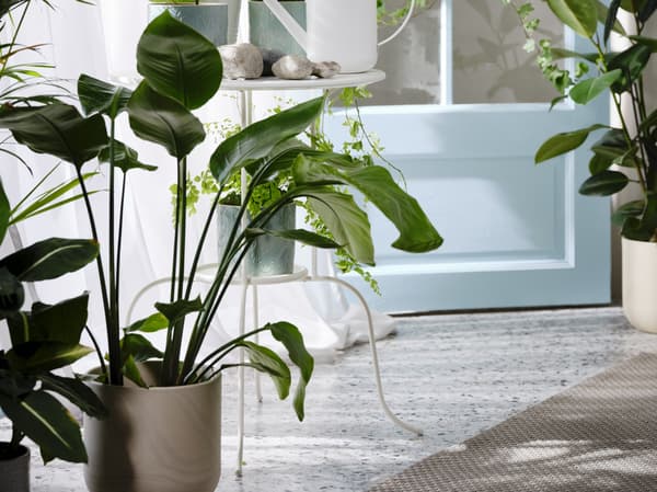 Monstera w doniczce