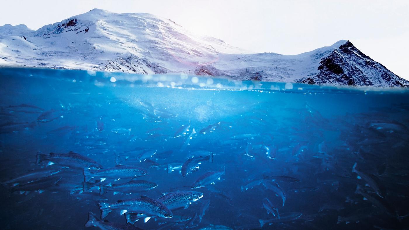 Moře s rybami, v pozadí hory se sněhem.