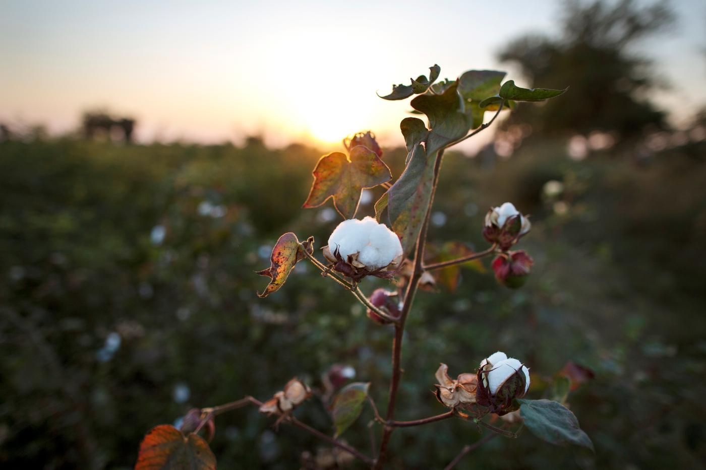 More sustainable cotton