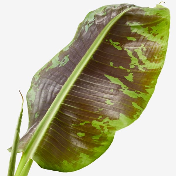 MUSA ORIENTAL