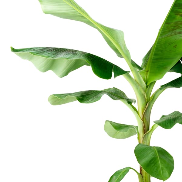 MUSA ORIENTAL