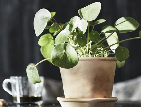 MUSKOTBLOMMA Test amb plat, int/ext terracota, 12 cm