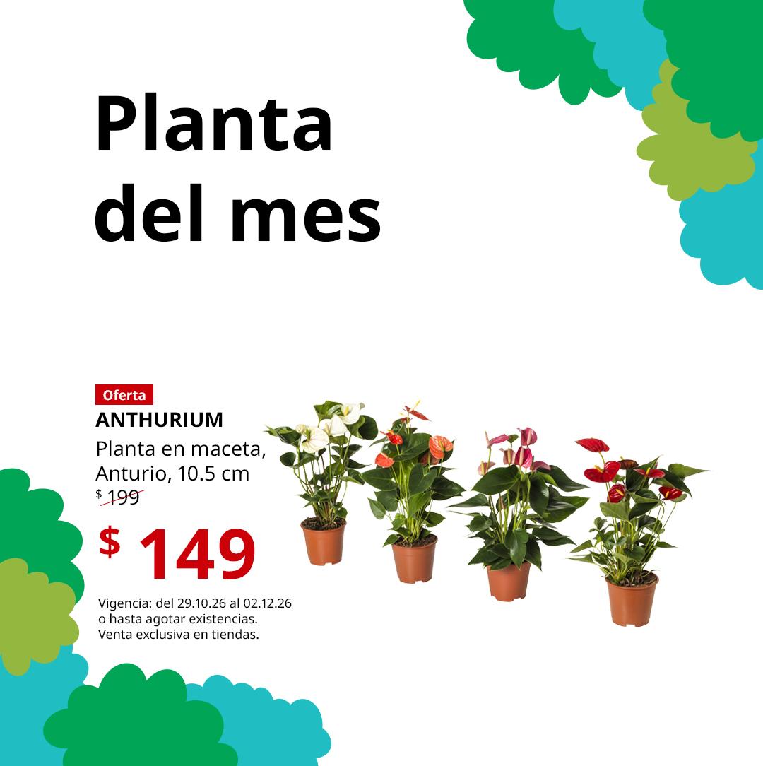 Mx_FY26_Plant_of_Month_ANTHURIUM