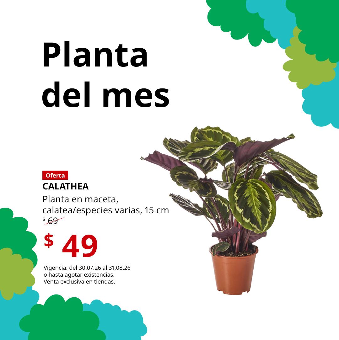 Mx_FY26_Plant_of_Month_CALATHEA