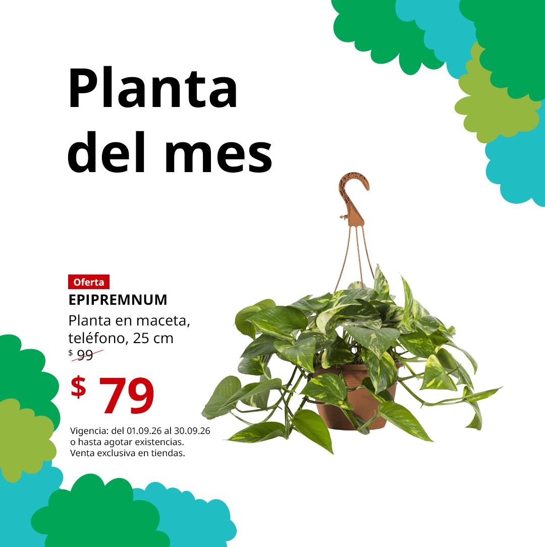 Mx_FY26_Plant_of_Month_EPIPREMNUM