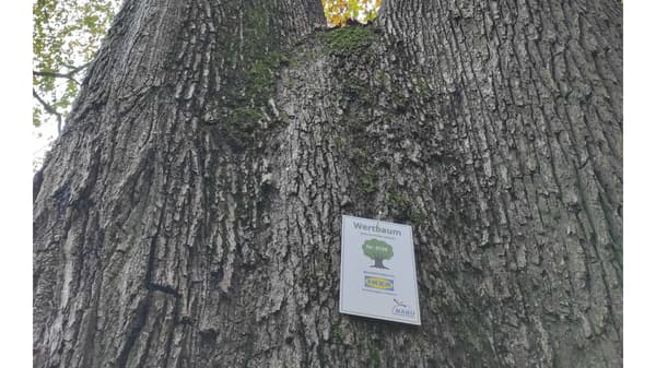 Nahaufnahme eines massiven Baumstamms mit rauer Rinde und Moosbewuchs. An dem Baum ist ein Schild mit der Aufschrift „Wertbaum“ und der Nummer 0739 befestigt. Es weist darauf hin, dass IKEA Einrichtungshaus Saarlouis als Baumerhalter fungiert, in Zusammenarbeit mit dem NABU.  