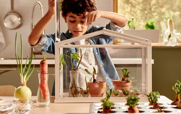 Neno contemplando as pequenas plantas dun invernadoiro SOCKER. Xunto a el hai unha mesa con varios vexetais colocados en auga ou terra.
