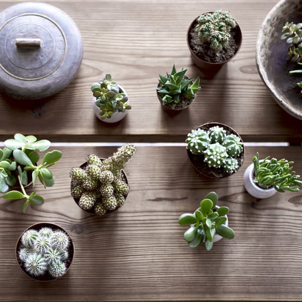 Neuf succulentes miniatures en pot sur une table en bois.