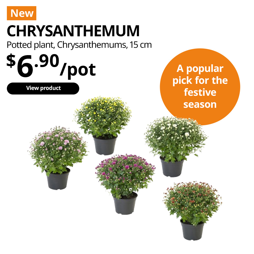 New Chinese New Year plant. CHRYSANTHEMUM potted plant, Chrysanthemums, 15 cm. $6.90