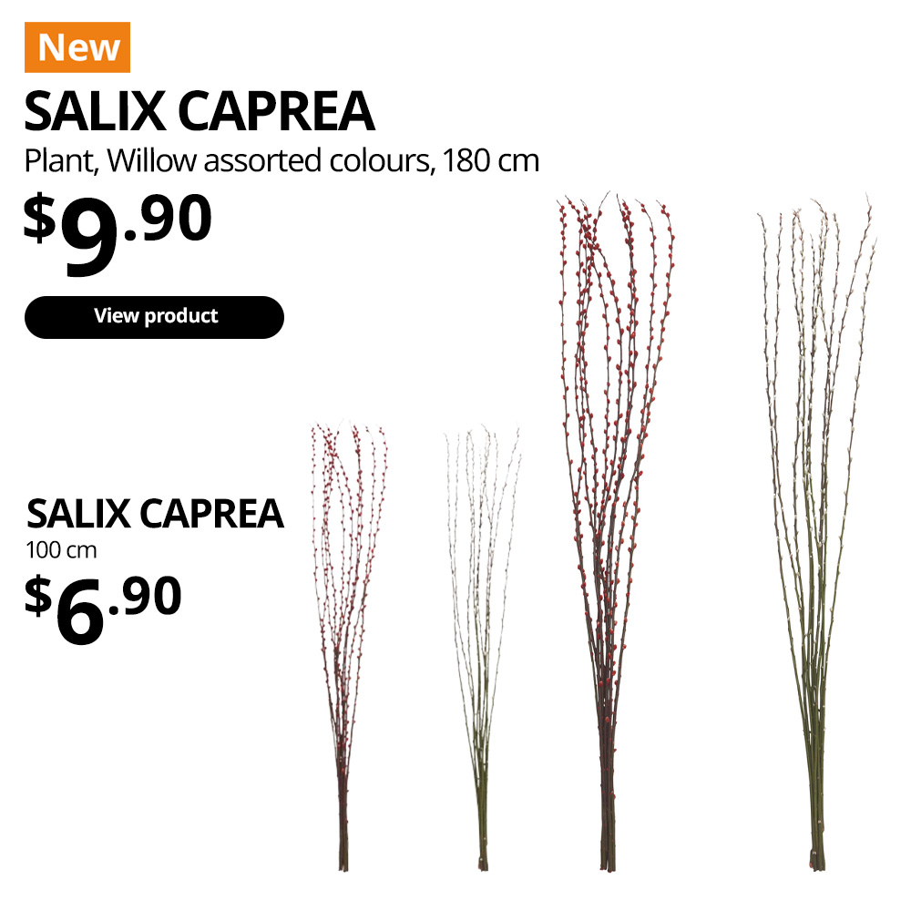 New Chinese New Year plant. SALIX CAPREA plant, pussy willow, assorted colours, offer price: $9.90. Height 180cm. $6.90 for 100 cm.