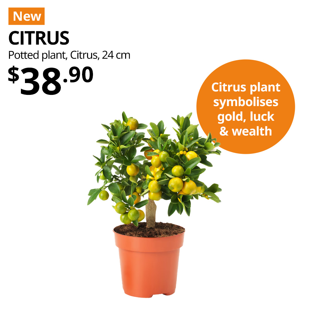 New Chinese New Year potted plant. CITRUS Potted plant, citrus, 24 cm. $38.90
