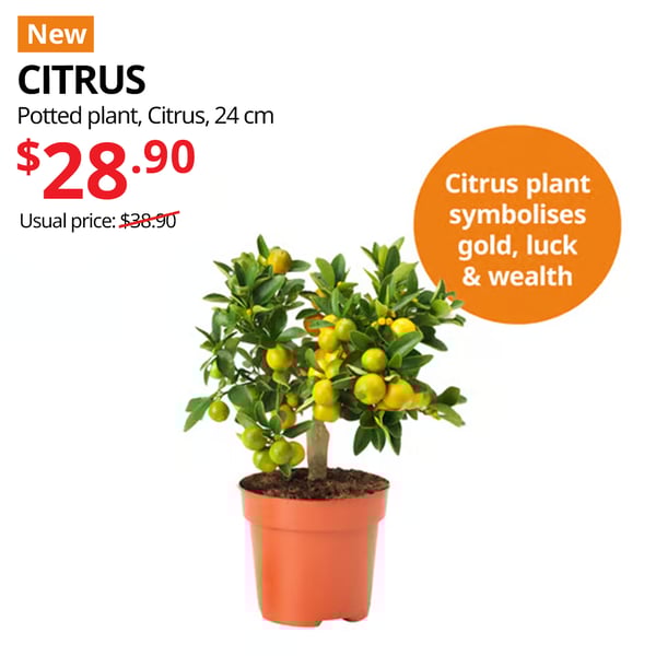 New Chinese New Year potted plant. CITRUS Potted plant, citrus, 24 cm. $28.90, usual price $38.90.