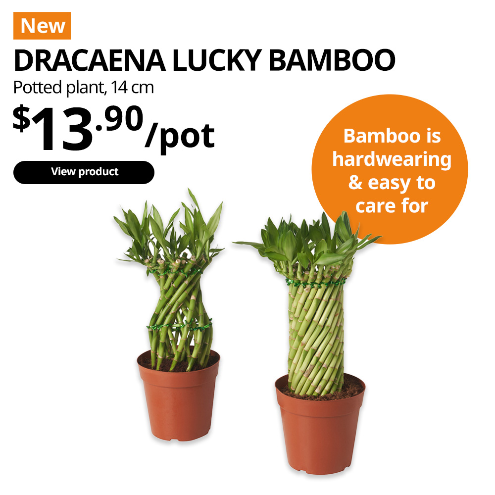New Chinese New Year potted plant. DRACAENA lucky bamboo plant, price: $13.90. Diameter 14cm. 