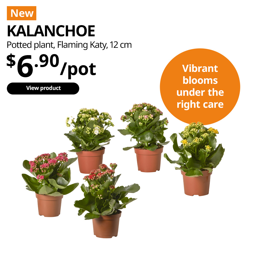 New Chinese New Year potted plant. KALANCHOE flaming katy potted plant, price: $6.90 each. Diameter 12cm. 