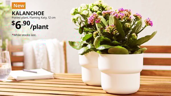 NEW festive plant for Chinese New Year. KALANCHOE potted plants on outdoor table, Flaming Katy, 12 cm, $6.90 per plant.