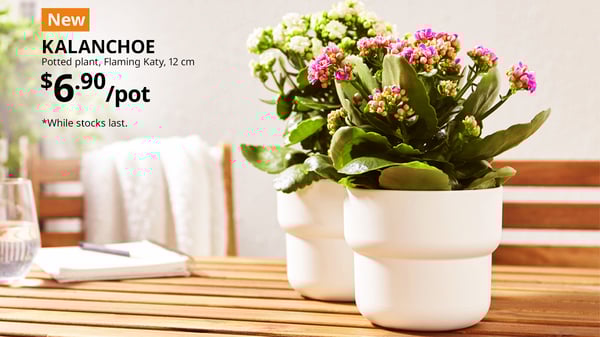NEW festive plant for Chinese New Year. KALANCHOE potted plants on outdoor table, Flaming Katy, 12 cm, $6.90 per pot.
