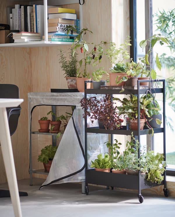 Next to a window is a black trolley on castors with three shelves where lots of herbs and vegetables are planted in pots.