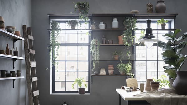 棚に飾った観葉植物