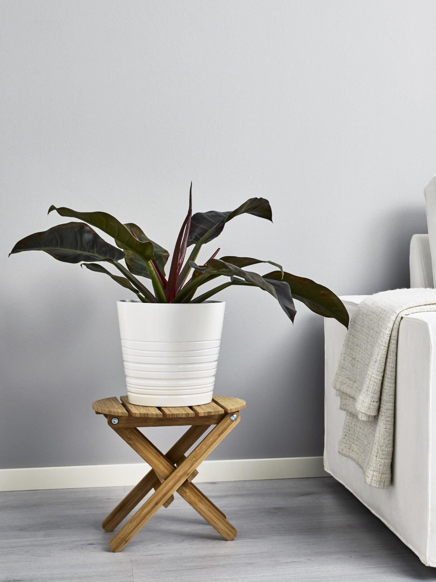 インテリアを印象的に見せる観葉植物の選び方｜IKEA【公式】 - IKEA