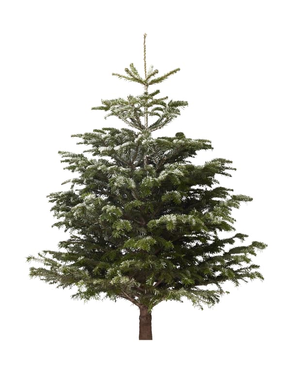 Nordmann firs Live Christmas Tree 