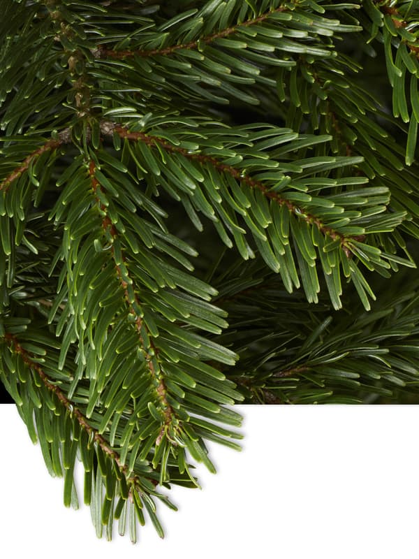 Nordmann firs with soft needles.