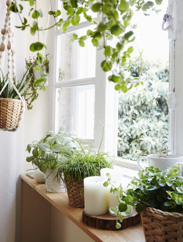 Comment planter sur le bord des fenêtres