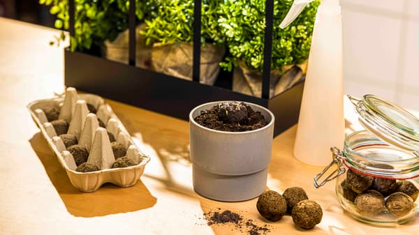 NYPON Blumentopf gefüllt mit Erde und Samenbomben vor einem Mini-Gewaechshaus mit bluehenden Pflanzen. Daneben befindet sich ein Eierkarton mit Samenbomben zum Trocknen und ein Glas mit Samenbomen zum Verschenken.