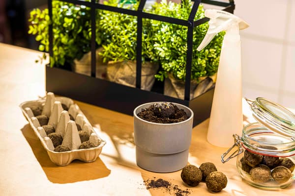 NYPON Blumentopf gefüllt mit Erde und Samenbomben vor einem Mini-Gewaechshaus mit bluehenden Pflanzen. Daneben befindet sich ein Eierkarton mit Samenbomben zum Trocknen und ein Glas mit Samenbomen zum Verschenken.