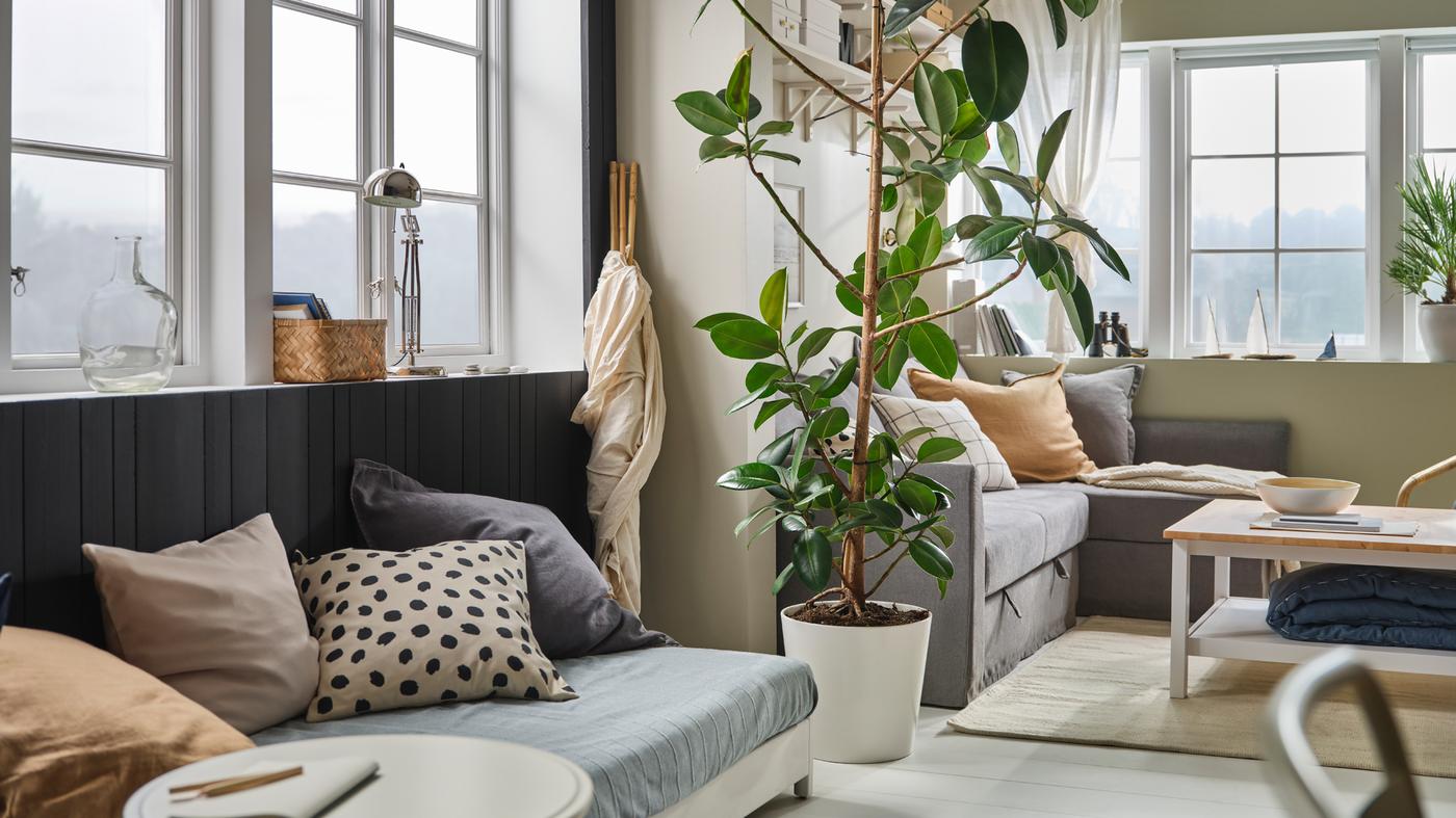 O cameră de zi confortabilă, cu o plantă mare care separă două zone de șezut diferite. Canapele gri și nuanțe de bej pe mobilier.