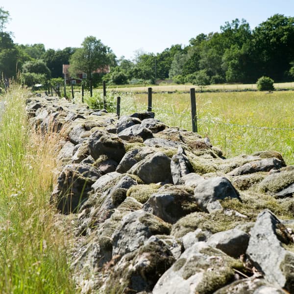 O sol a incidir nas pedras com musgo de um muro longo e baixo que se estende ao longo de um campo na província sueca de Småland.
