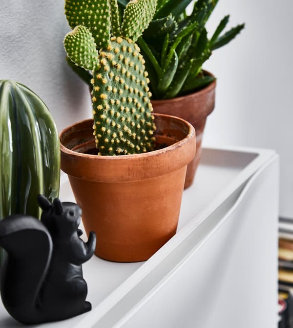 Objets décoratifs et petites plantes posés sur le dessus d’une armoire à chaussures TRONES
