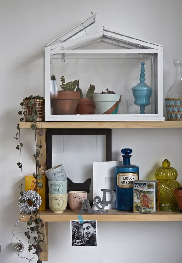 Objets et plantes posés sur des tablettes
