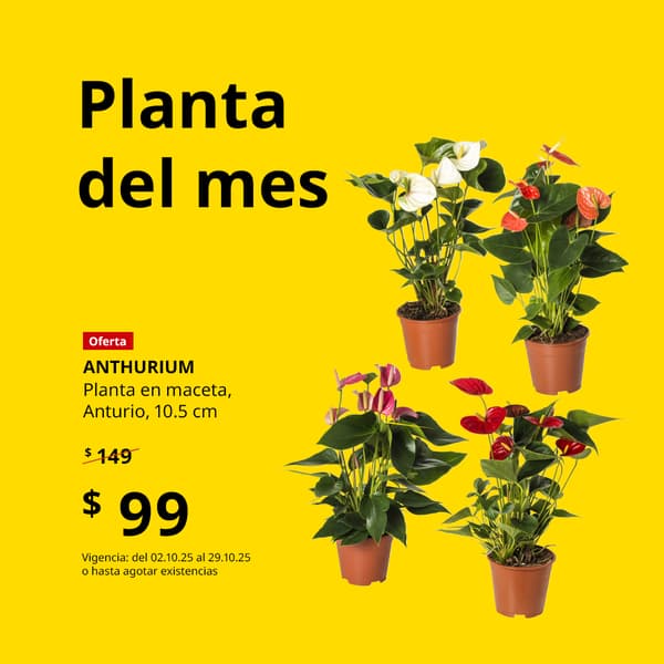 Oferta planta del mes 