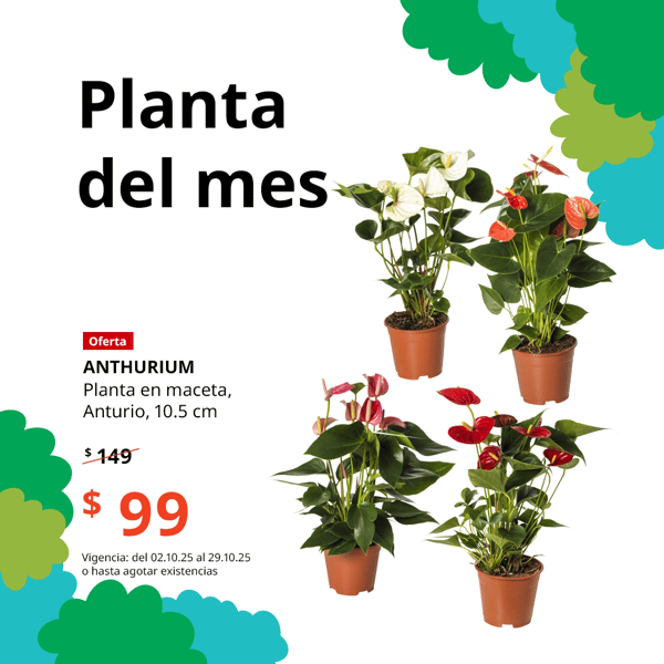 Oferta planta del mes