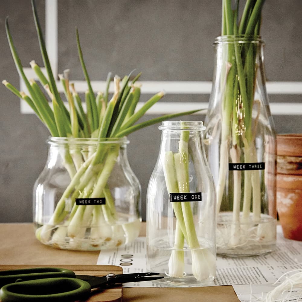 Grow jar IKEA